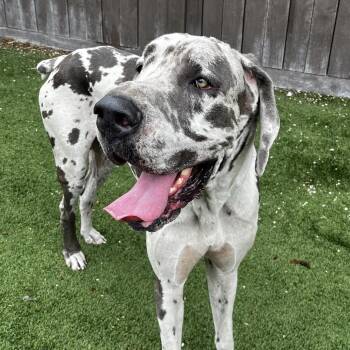 Alpha 8426 -  Great Dane Dog for Adoption in Loxahatchee Groves, Florida - Alpha 8426 | PetCurious