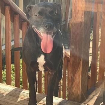 Reese -  Black Labrador Retriever and Pit Bull Terrier Dog for Adoption in Cashmere, Washington - Reese | PetCurious