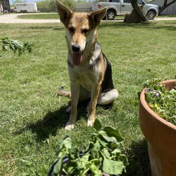Rescue German Shepherd Dog and Australian Cattle Dog Blue Heeler Dogs for Adoption in Johnson City, Texas - Puddles | PetCurious