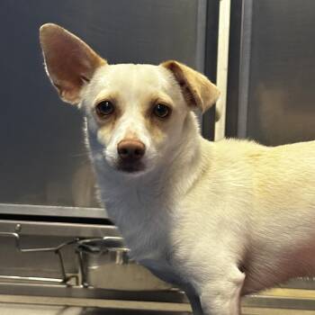 Mixed Breed Dogs Available for Adoption in Murray, Utah - Domino | PetCurious