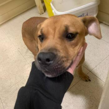 Mixed Breed Dogs Available for Adoption in Asheville, North Carolina - Tweedles | PetCurious