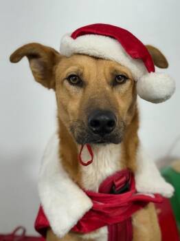 Rescue Shepherd and Mixed Breed Dogs for Adoption in Carlsbad, California - Calvin | PetCurious