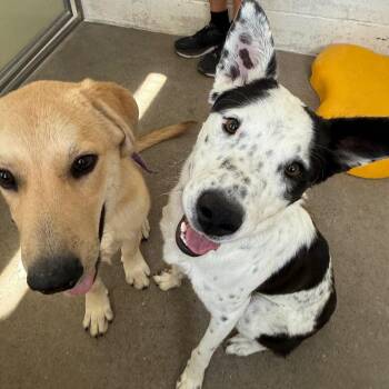 Mixed Breed Dogs Available for Adoption in Las Cruces, New Mexico - Benji | PetCurious