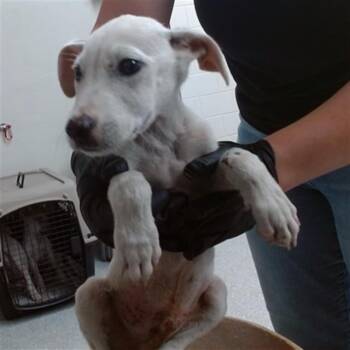 A185178 -  German Shepherd Dog and Mixed Breed Dog for Adoption in Pasadena, Texas - A185178 | PetCurious