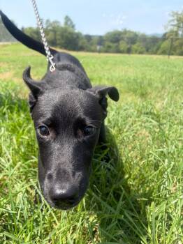 Moses -  Mixed Breed Dog for Adoption in Gallatin, Tennessee - Moses | PetCurious