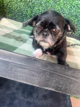 61149821 -  Terrier and Mixed Breed Dog for Adoption in El Paso, Texas - 61149821 | PetCurious