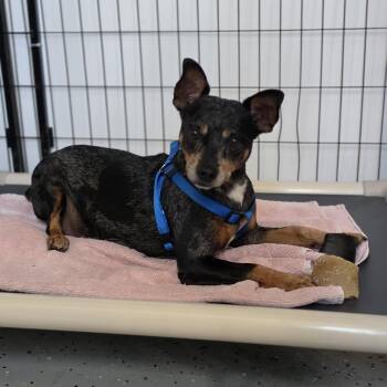 Burrito -  Miniature Pinscher and Mixed Breed Dog for Adoption in Blairstown, New Jersey - Burrito | PetCurious