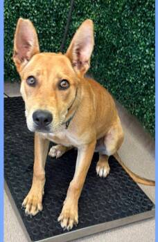 Fievel SCAS -  Mixed Breed Dog for Adoption in Rockaway, New Jersey - Fievel SCAS | PetCurious