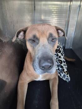 CHEETAH KEITH -  American Staffordshire Terrier Dog for Adoption in San Antonio, Texas - CHEETAH KEITH | PetCurious