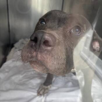 Mixed Breed Dogs Available for Adoption in Philadelphia, Pennsylvania - Ezra | PetCurious