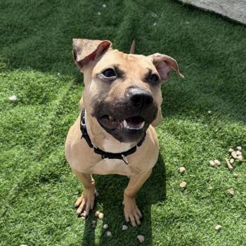 Mixed Breed Dogs Available for Adoption - Morning Glory | PetCurious