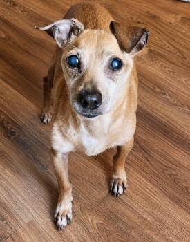 Walter -  Italian Greyhound Dog for Adoption in Keizer, Oregon - Walter | PetCurious