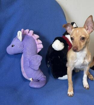 Chihuahua Dogs Available for Adoption in Cedartown, Georgia - Tiny Timmy | PetCurious