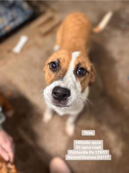 Hound Dogs Available for Adoption in Pottsville, Pennsylvania - Tess | PetCurious