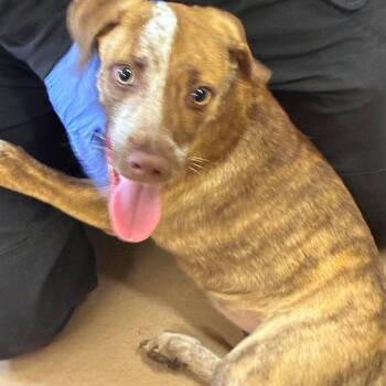 Autumn -  Pit Bull Terrier Dog for Adoption in Blue Ridge, Georgia - Autumn | PetCurious