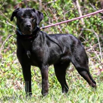 Black Labrador Retriever Dogs Available for Adoption in Charlottesville, Virginia - Oracle | PetCurious