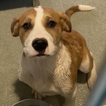 Great Dane and Catahoula Leopard Dog Dogs Available for Adoption in Abilene, Texas - Brewer | PetCurious