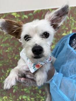Terrier and Mixed Breed Dogs Available for Adoption in San Antonio, Texas - Teddy Graham | PetCurious