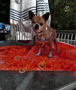Chihuahua and Pug Dogs Available for Adoption - One Eye Jack  | PetCurious