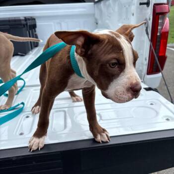 Stray - Woodsdale Rd 1 -  Pit Bull Terrier and Mixed Breed Dog for Adoption in Roxboro, North Carolina - Stray - Woodsdale Rd 1 | PetCurious