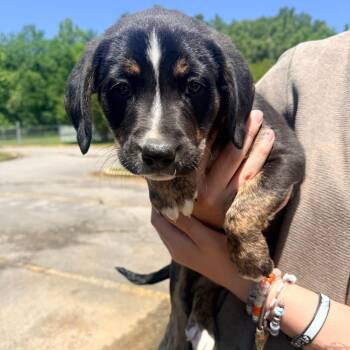 Sugar -  Mixed Breed Dog for Adoption in Corinth, Mississippi - Sugar | PetCurious