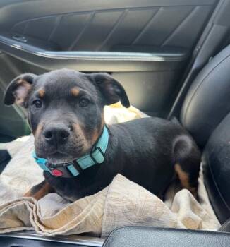 Rottweiler Dogs Available for Adoption in San Juan Capistrano, California - Max | PetCurious