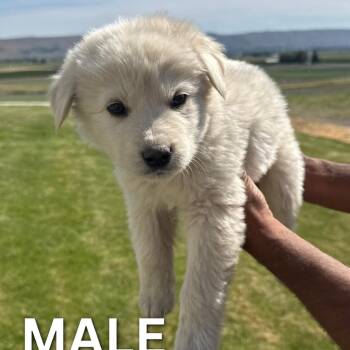 German Shepherd Dog and Great Pyrenees Dogs Available for Adoption in Tacoma, Washington - Italian Ice | PetCurious