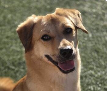 Rescue Jindo Dogs for Adoption in San Ramon, California - Sonny | PetCurious