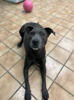 Pit Bull Terrier Dogs Available for Adoption in Indianapolis, Indiana - LOVELY | PetCurious