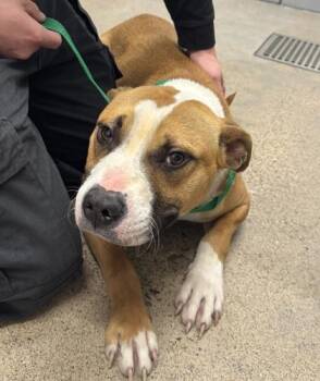 Rescue Pit Bull Terrier Dogs for Adoption in Cleveland, Ohio - Sweet Potato | PetCurious