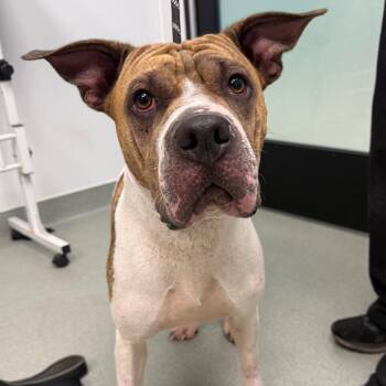 Spirit -  Shar Pei and Mixed Breed Dog for Adoption in Abilene, Texas - Spirit | PetCurious