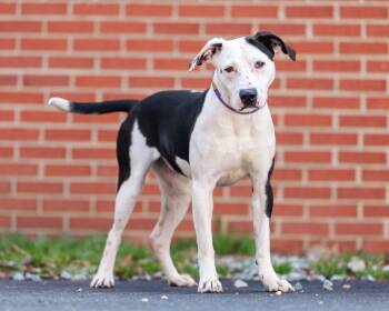 Mixed Breed Dogs Available for Adoption - Sky | PetCurious