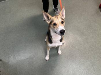 Mixed Breed Dogs Available for Adoption in Santa Fe, New Mexico - LUMI | PetCurious