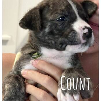 Rescue Pit Bull Terrier Dogs for Adoption in New Orleans, Louisiana - Count | PetCurious