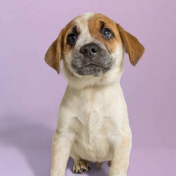 Cattle Dog Dogs Available for Adoption in Armonk, New York - AAD Upcoming Arrival!  Haymitch - 26087 | PetCurious