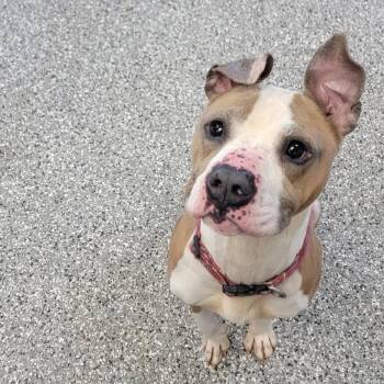 Pit Bull Terrier Dogs Available for Adoption in Bryan, Ohio - Stewart | PetCurious