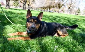 Rottweiler and Australian Kelpie Dogs Available for Adoption in Yakima, Washington - Hamilton | PetCurious