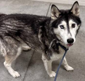 Rescue Siberian Husky Dogs for Adoption in Redmond, Oregon - Kodiac | PetCurious