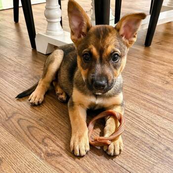 Shepherd Dogs Available for Adoption in Houston, Texas - Moochi | PetCurious