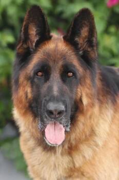 Roman von Rodgau -  German Shepherd Dog Dog for Adoption in Los Angeles, California - Roman Von Rodgau | PetCurious