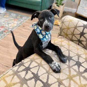 Nero Roo Good Time Cutie -  German Shorthaired Pointer and Pit Bull Terrier Dog for Adoption in Friendswood, Texas - Nero Roo Good Time Cutie | PetCurious