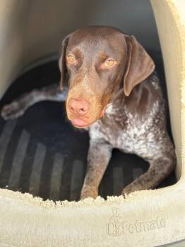 Roezi -  Hound and Cattle Dog Dog for Adoption in Fort Lupton, Colorado - Roezi | PetCurious
