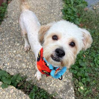 Nugget -  Maltese Dog for Adoption in Richmond, Virginia - Nugget | PetCurious