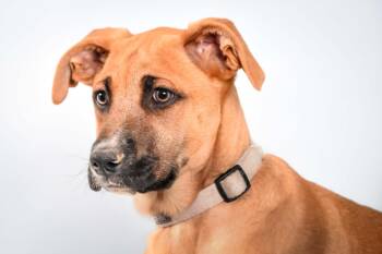 Black Mouth Cur and Mixed Breed Dogs Available for Adoption in Loveland, Colorado - URCHIN | PetCurious