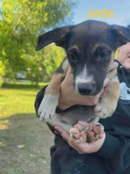 Jade (AVAILABLE 7/20) -  Shepherd Dog for Adoption in Leverett, Massachusetts - Jade (AVAILABLE 7/20) | PetCurious