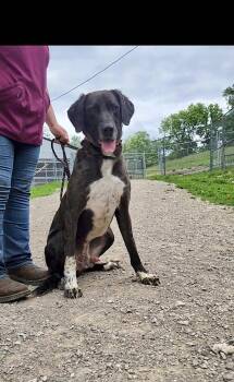 Rescue Catahoula Leopard Dog Dogs for Adoption in Berea, Kentucky - Hank | PetCurious