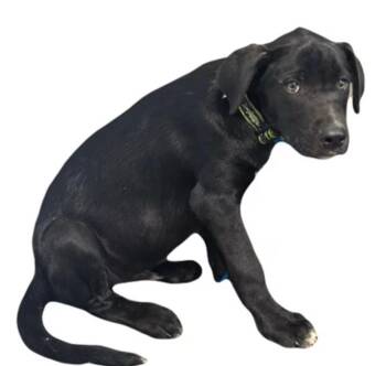 Dash -  Labrador Retriever Dog for Adoption in Red Bluff, California - Dash | PetCurious