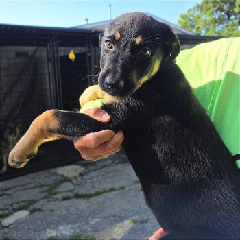 Mixed Breed Dogs Available for Adoption in Denison, Texas - Aloha | PetCurious