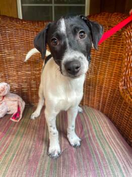 Kingston -  Mixed Breed Dog for Adoption in Berwick, Maine - Kingston | PetCurious