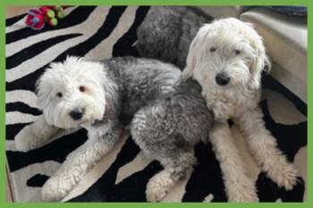 Daisy and Ziggy -  Old English Sheepdog Dog for Adoption in Amherst, Massachusetts - Daisy And Ziggy | PetCurious